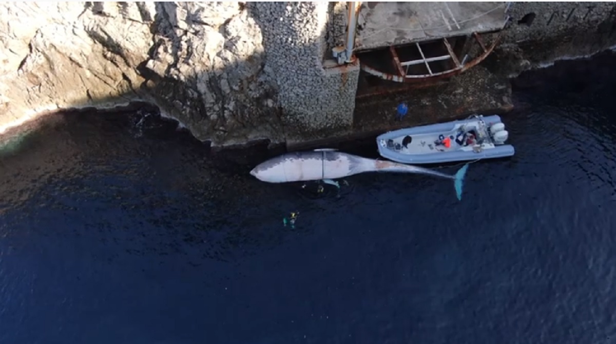 Balena morta a Capri, uccisa da un parassita e non dalla plastica VIDEO