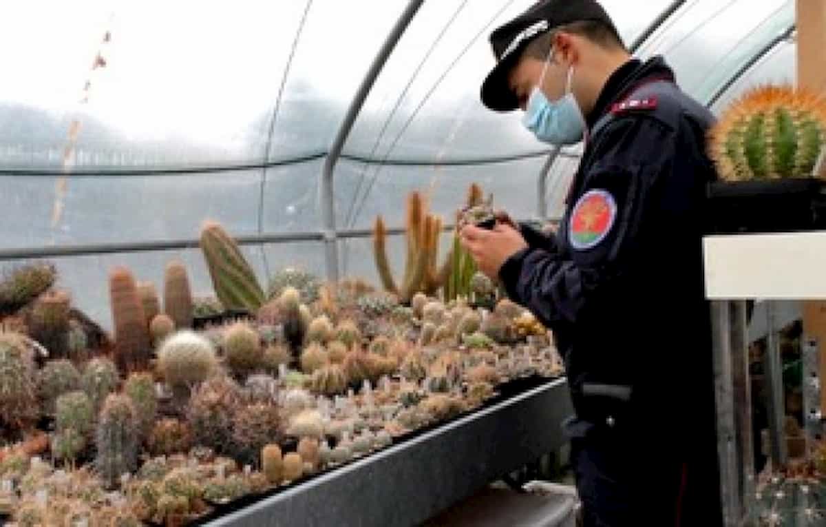 Cactus in via di estinzione importati con pacchi postali: scoperti due trafficanti tra Rimini e le Marche