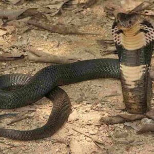 Sconfigge Covid morso cobra reale