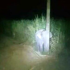 Un elefante mangia lo zucchero e prova a nascondersi... dietro un palo della luce VIDEO