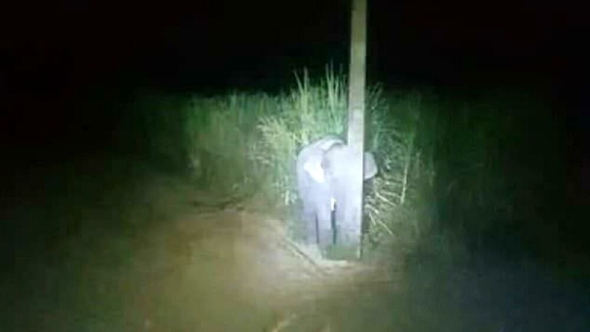 Un elefante mangia lo zucchero e prova a nascondersi... dietro un palo della luce VIDEO