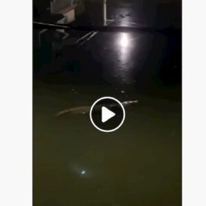 Messico: coccodrilli per strada a Villahermosa (stato di Tabasco) dopo le violente inondazioni VIDEO