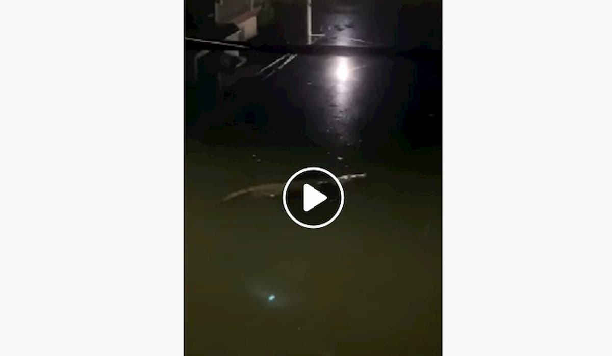 Messico: coccodrilli per strada a Villahermosa (stato di Tabasco) dopo le violente inondazioni VIDEO