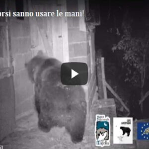 Parco della Majella, l'orso apre la porta ed entra nel pollaio VIDEO