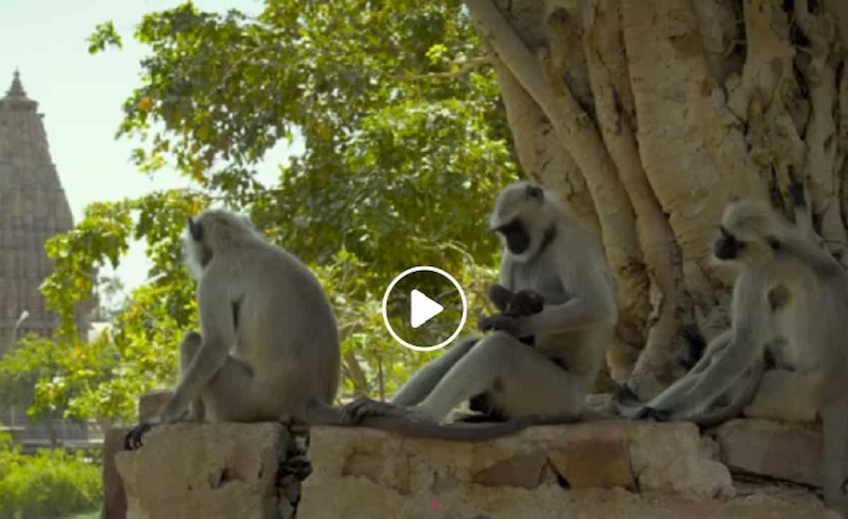 Nuovo primate scoperto in Birmania: ma il Popa Langur rischia già adesso l'estinzione