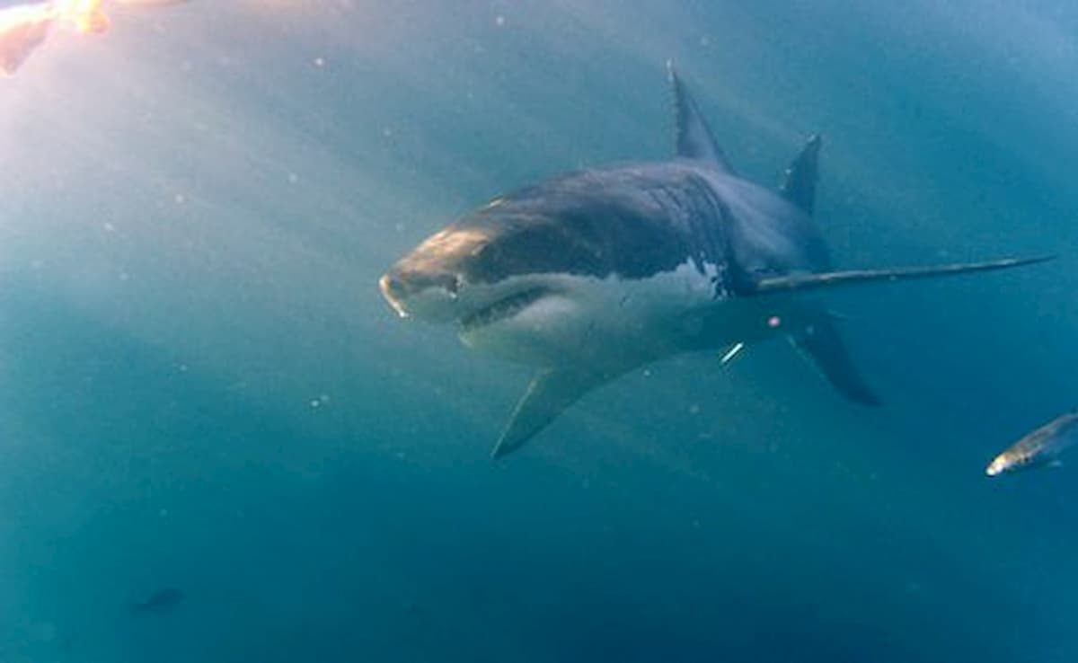 Sudafrica squali bianchi