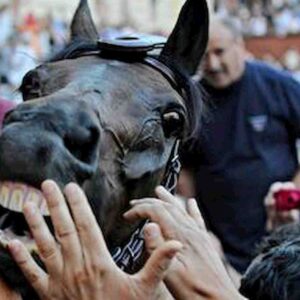 San Pietroburgo, 23enne ubriaco prova a baciare un cavallo che gli stacca la punta del naso a morsi