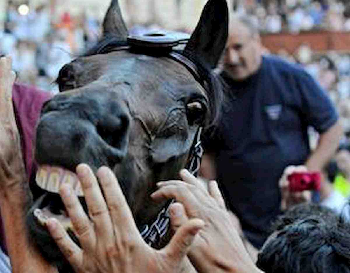 San Pietroburgo, 23enne ubriaco prova a baciare un cavallo che gli stacca la punta del naso a morsi