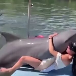 Delfino troppo curioso salta addosso e si sdraia tra le gambe della vlogger Pripri Rose VIDEO