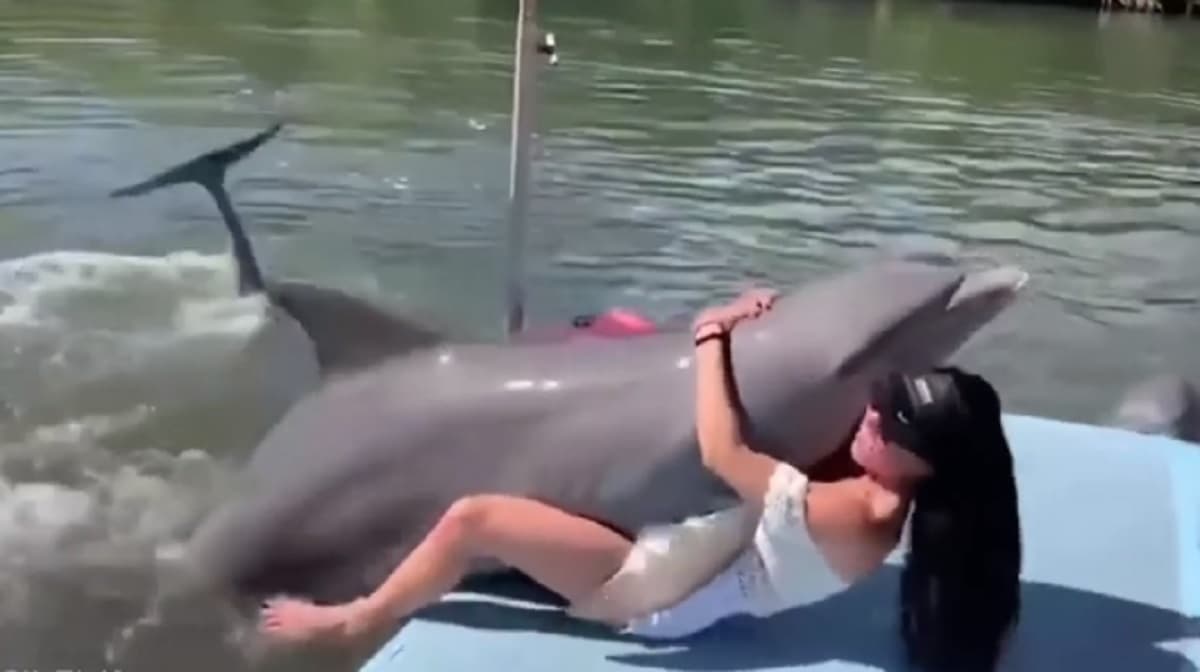 Delfino troppo curioso salta addosso e si sdraia tra le gambe della vlogger Pripri Rose VIDEO