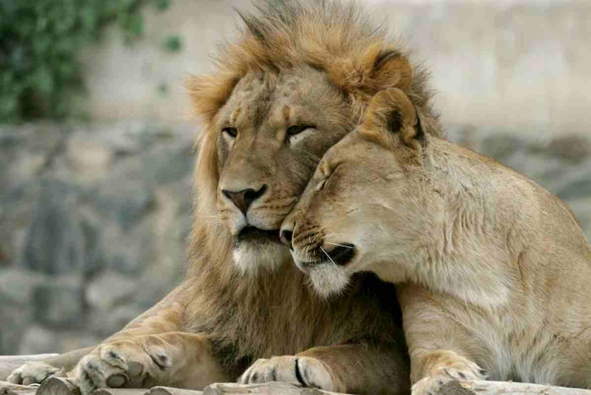 Covid allo zoo di Barcellona: 4 leoni positivi, due impiegati lo hanno avuto il mese scorso