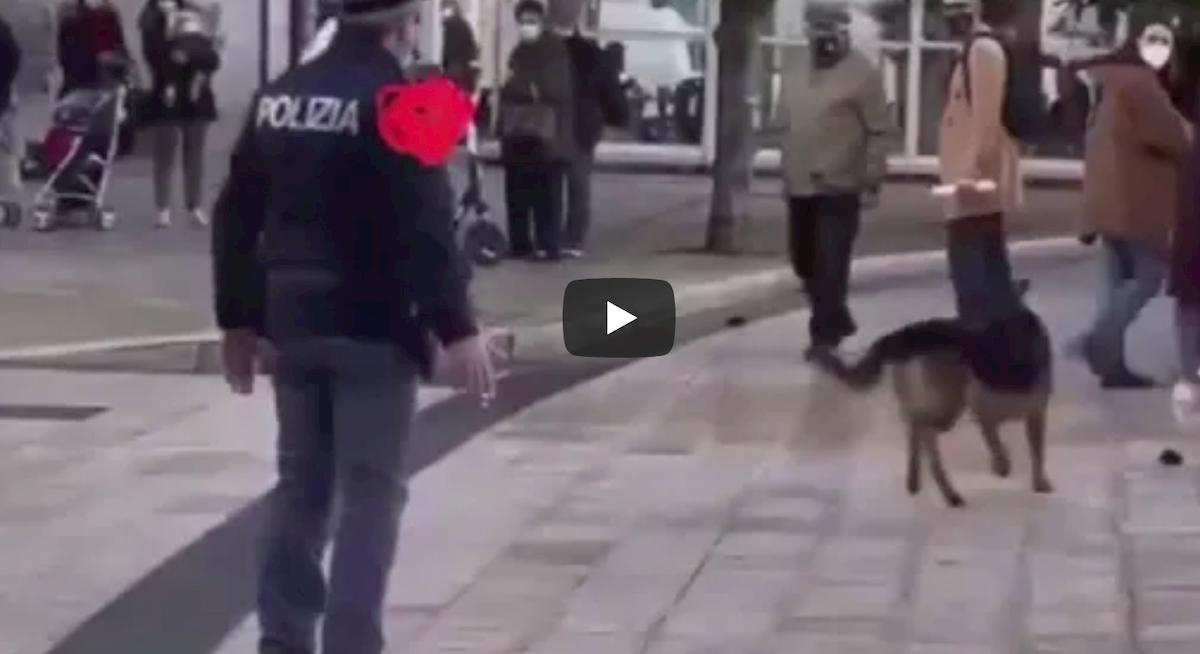 Taranto, poliziotto prende a calci il cane di quartiere Max. Animalisti insorgono: "Vergogna" VIDEO