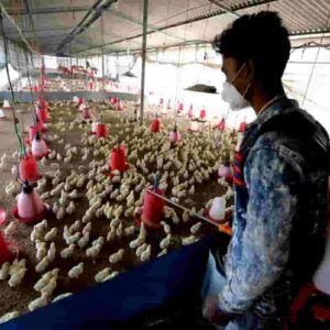 Influenza aviaria spaventa: dilaga India, Francia abbatte 400 mila anatre