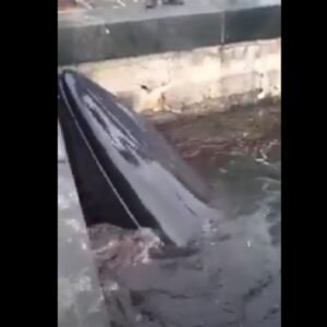 Balena bloccata nel porto di Sorrento muore dopo un giorno di sofferenza, soccorsi inutili VIDEO