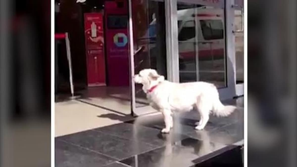 Cane aspetta per giorni il padrone malato fuori dall’ospedale