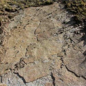 Alpi orme grandi rettili preistorici