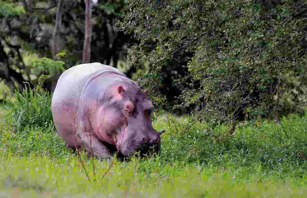 Ippopotami di Pablo Escobar minacciano l'ambiente in Colombia: erano nello zoo privato, ora liberi (e tanti)