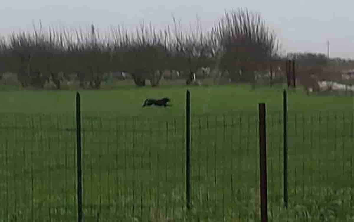Pantera nera in provincia di Bari: l'ultimo avvistamento a Gioia del Colle, sono in corso ricerche