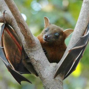 Anticorpi in grado di neutralizzare il coronavirus nei pipistrelli e i pangolini della Thailandia