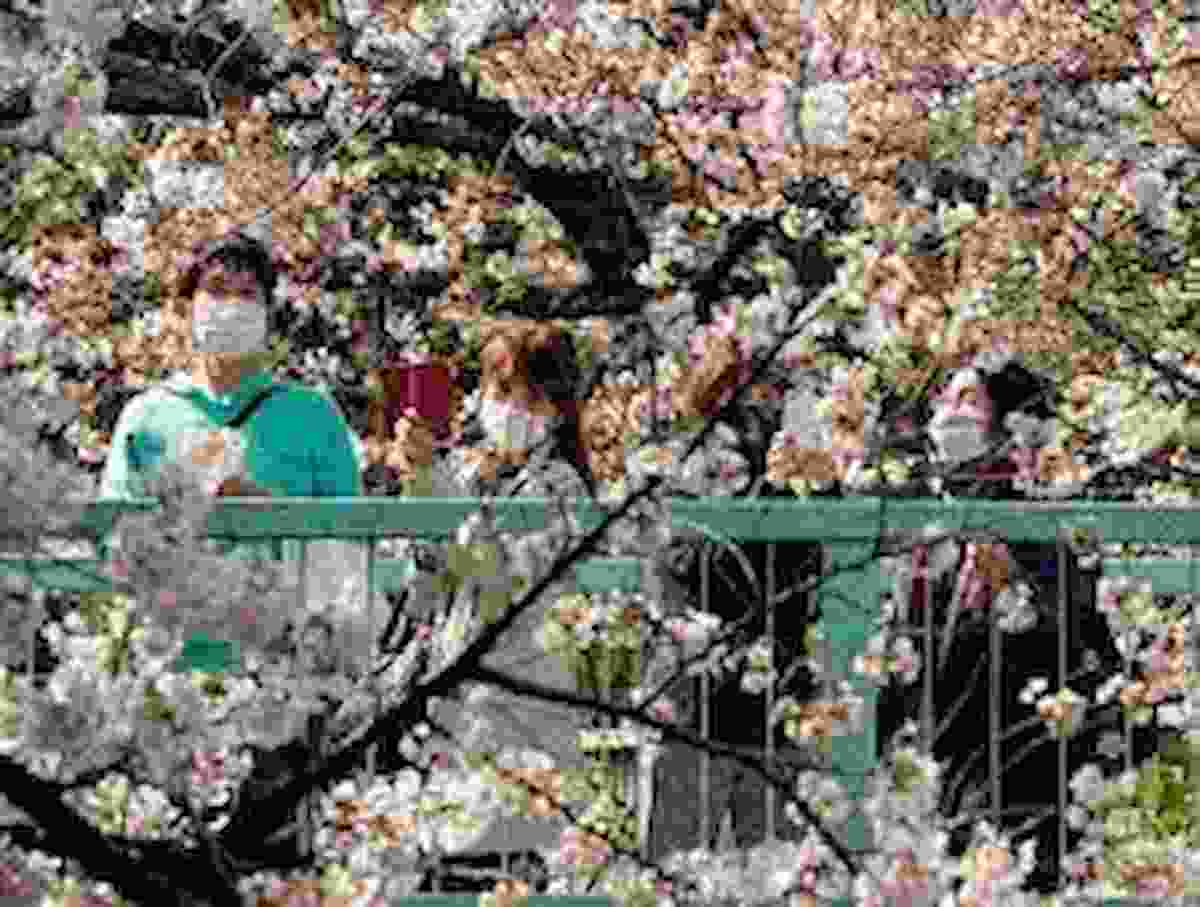 Giappone, fioritura dei ciliegi in anticipo: mai così presto, record precedente era stato stabilito 1409