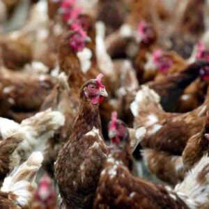 Carro armato Esercito centra un allevamento di galline di Vivaro (Pordenone), ha sbagliato mira esercitazione