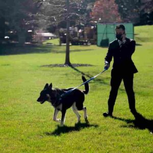 Biden, il cane Major allontanato dalla Casa Bianca perché morde le persone: seconda volta in tre settimane