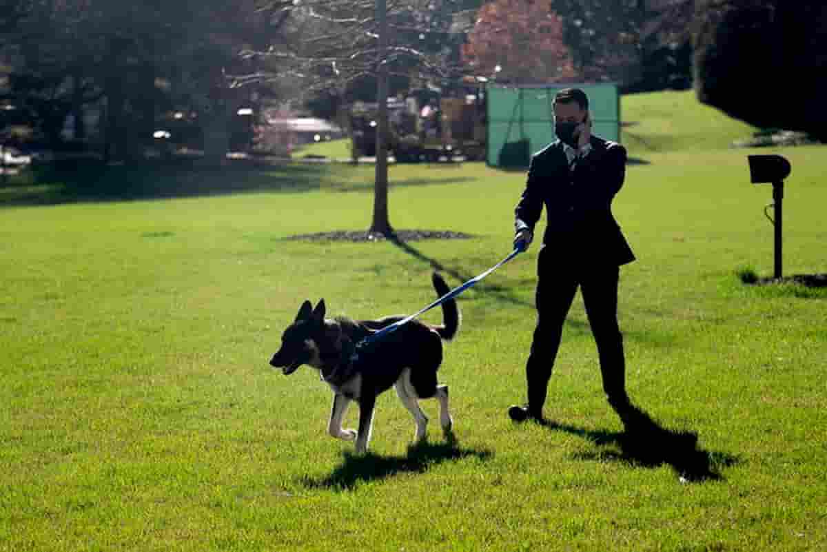 Biden, il cane Major allontanato dalla Casa Bianca perché morde le persone: seconda volta in tre settimane
