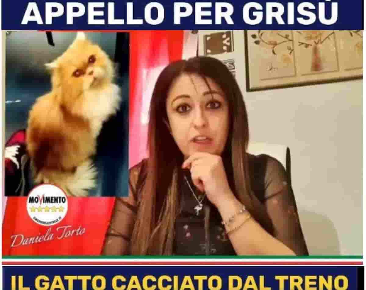 Il gatto Grisù in Parlamento grazie a Daniela Torto (M5s): cacciato dal treno, scomparso, ora ritrovato