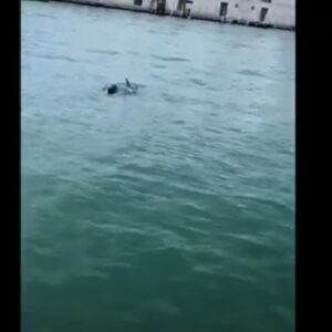 Venezia, delfini nel Canal Grande approfittano delle poche barche per nuotare VIDEO