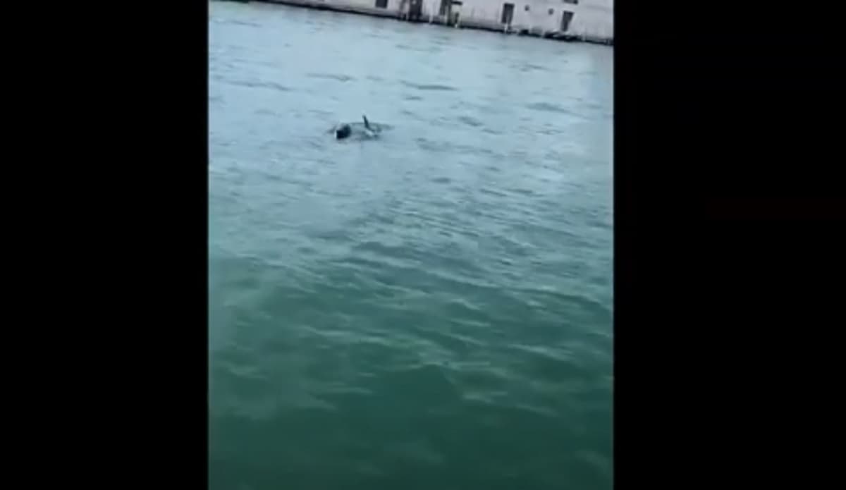 Venezia, delfini nel Canal Grande approfittano delle poche barche per nuotare VIDEO