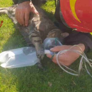 Montebello Vicentino, gatto salvato da un incendio