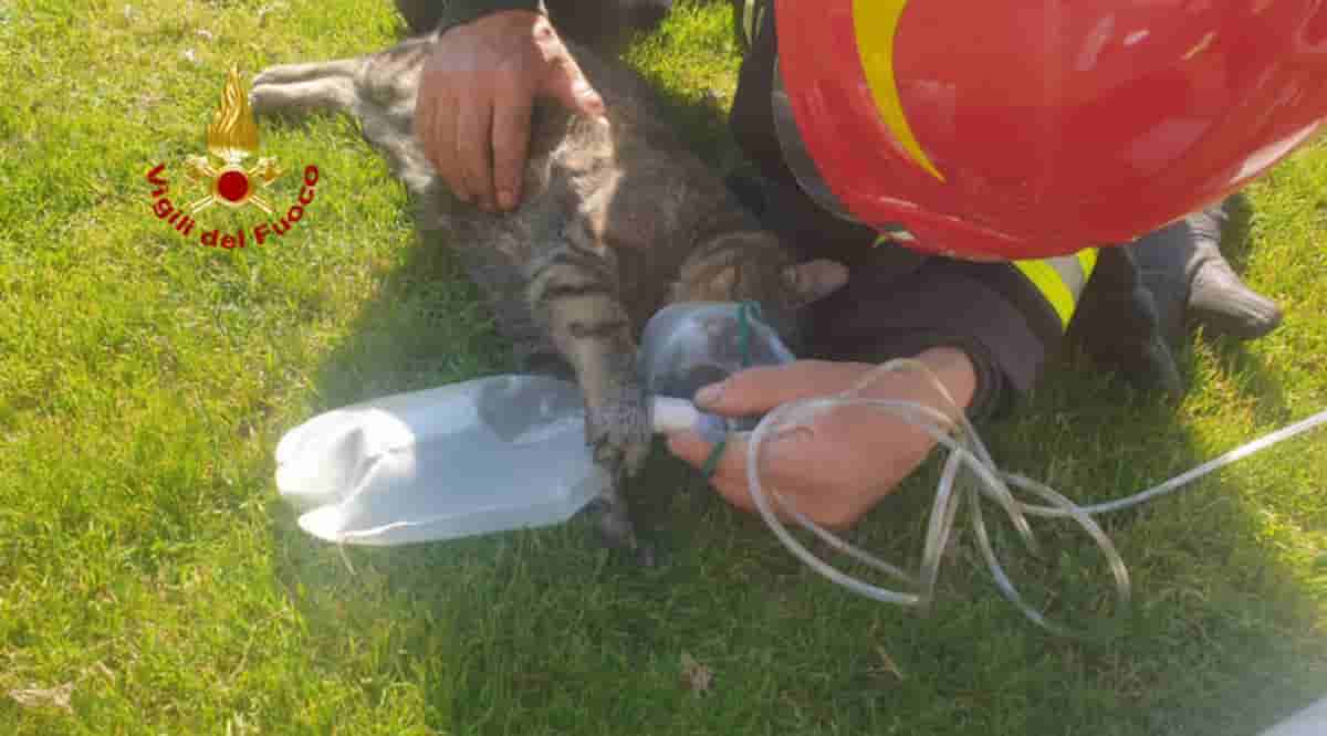 Montebello Vicentino, gatto salvato da un incendio