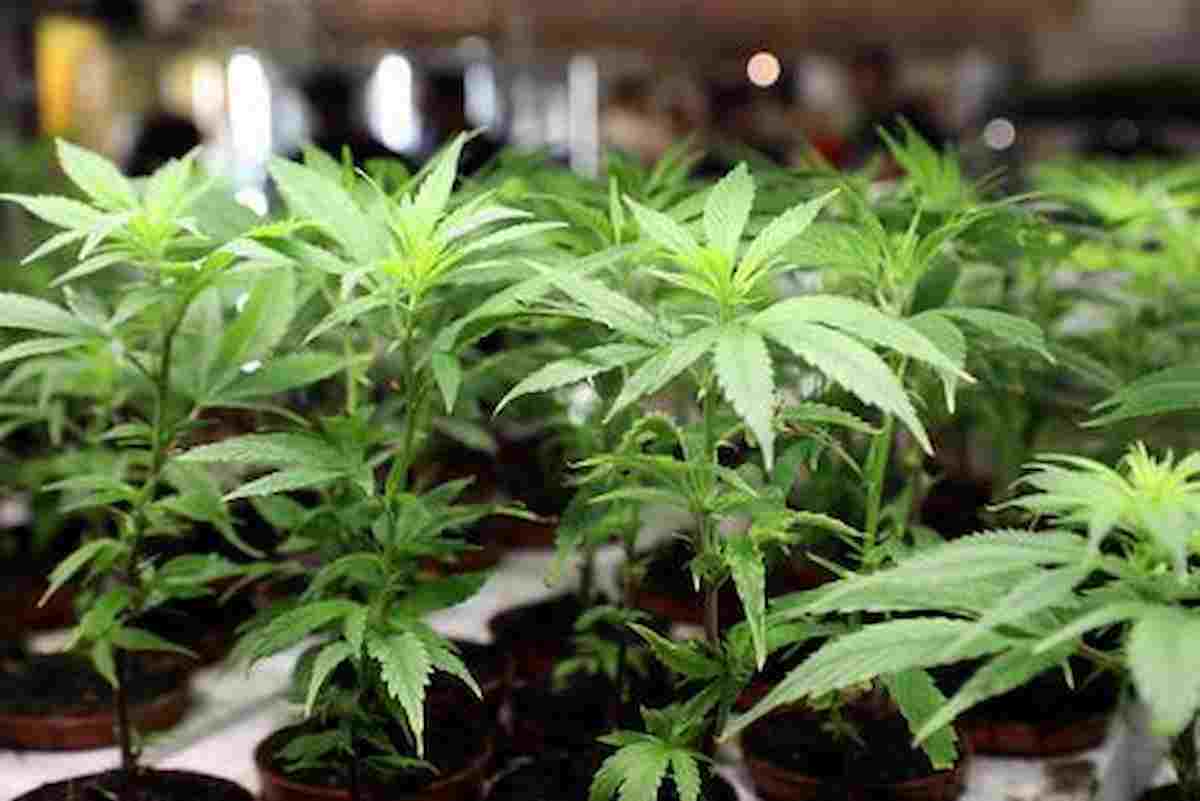 Cannabis negli Ovetti Kinder, Mars e Haribo, ultima trovata degli spacciatori inglesi per rendere dipendenti