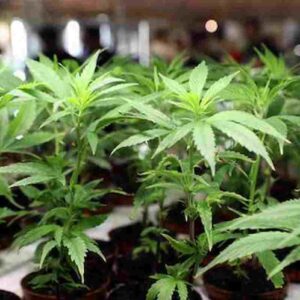 Marijuana legale, in Colorado è boom dell'industria: superato i 10 miliardi di dollari di vendite dal 2014