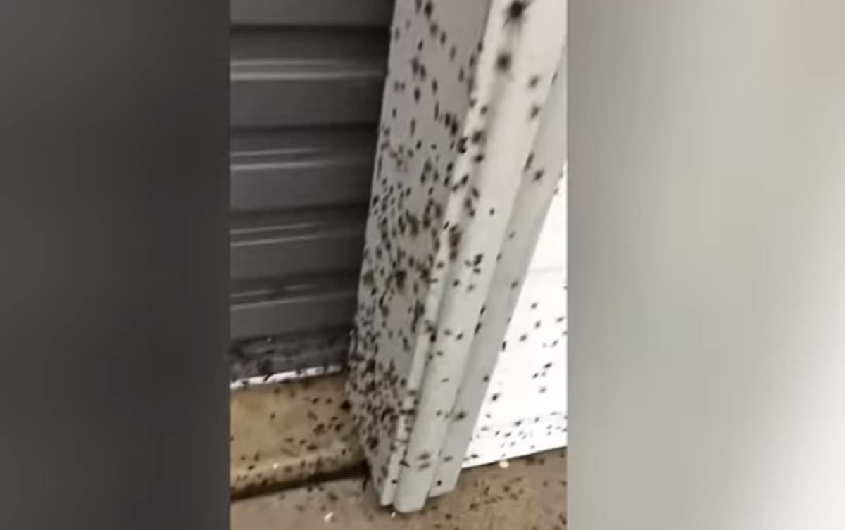Invasione di ragni e serpenti in Australia, la troppa pioggia li ha spinti verso le città VIDEO