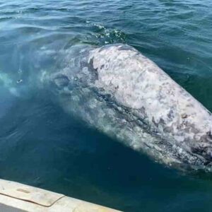 Balena grigia a Fiumicino, come è arrivata nel Mar Tirreno? Da dove viene: Pacifico o Atlantico?