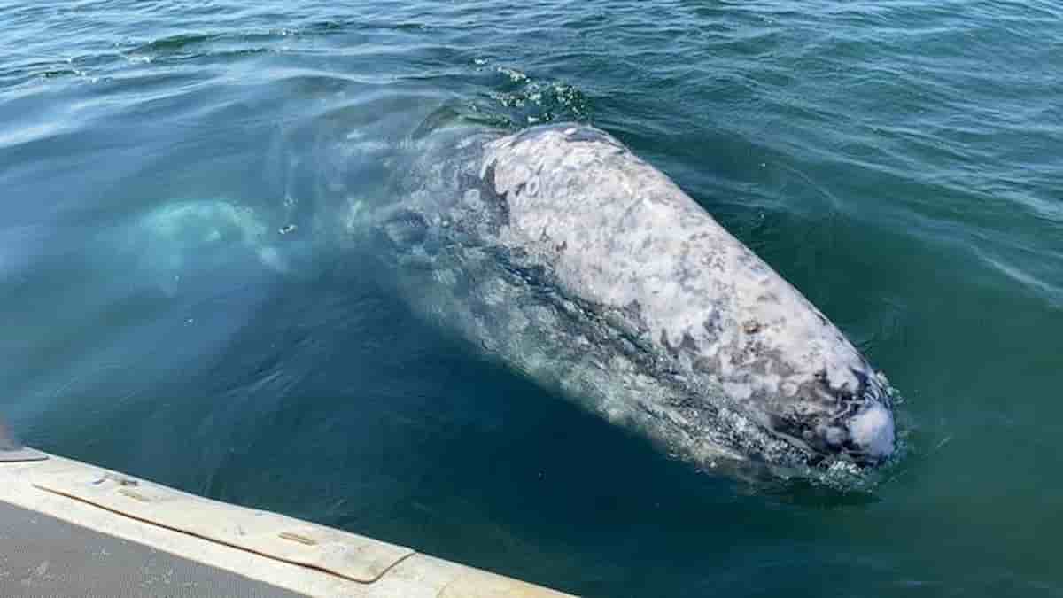 Balena grigia a Fiumicino, come è arrivata nel Mar Tirreno? Da dove viene: Pacifico o Atlantico?