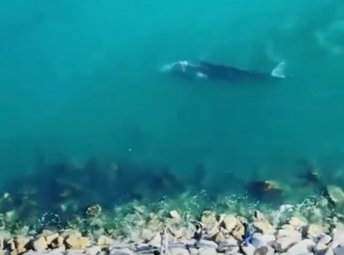Balena grigia a Ponza, al Frontone: il rarissimo avvistamento della megattera in un video