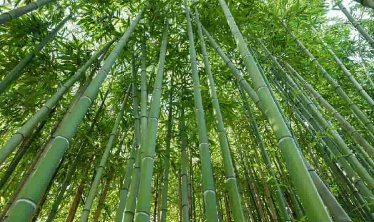 L'attività green di Paolo Bruschi: "Il bambù è la vera alternativa alla plastica"