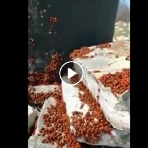 coccinelle molise, foto da video