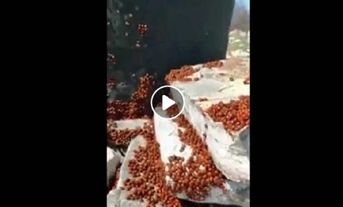 coccinelle molise, foto da video