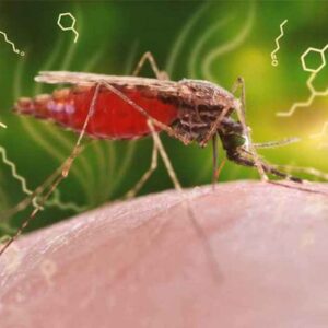 malaria zanzara foto ansa