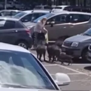 Roma: cinghiali rubano la spesa alla signora al parcheggio del supermercato VIDEO