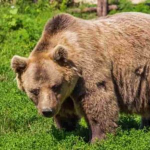 grande orso bruno Arthur ucciso