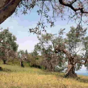 Salento, rubano 200 alberi di olivo resistenti alla Xylella fastidiosa. Nessuno se n'è accorto?