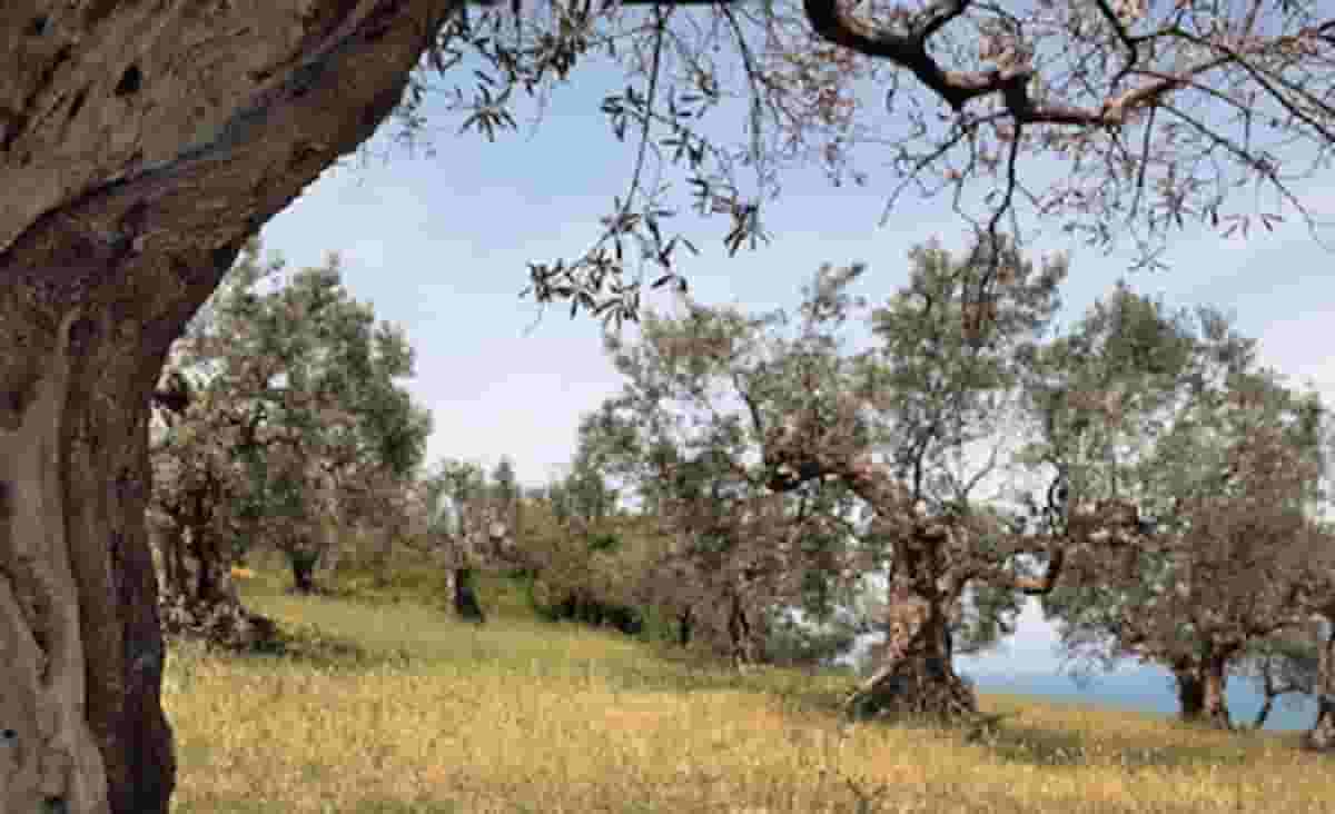 Salento, rubano 200 alberi di olivo resistenti alla Xylella fastidiosa. Nessuno se n'è accorto?