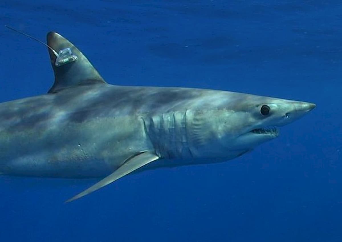 L'Isola della Réunion non è più un paradiso terrestre: troppi squali e divieto categorico di nuoto e surf