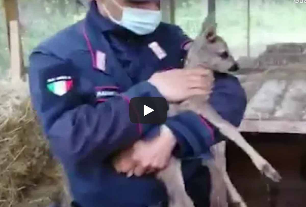 Cucciola di capriolo salvata dall'assalto di 4 cani randagi: le immagini dei Carabinieri