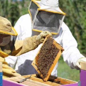 Le api crescono in acciaieria: colonia AST si moltiplica: l'esperimento con gli insetti come bioindicatori