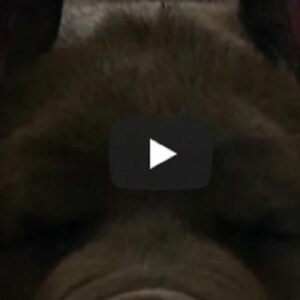 cani di razza con orecchie tagliate